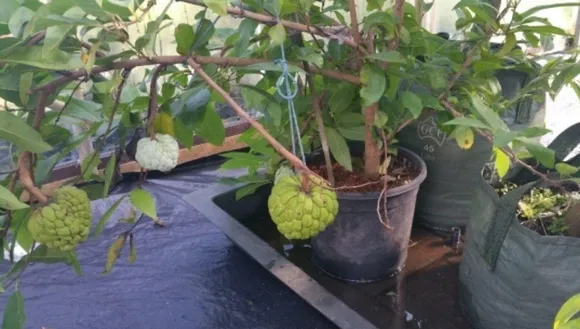 How to Grow Custard Apple