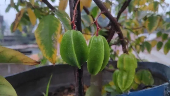 Grow Star Fruit plant