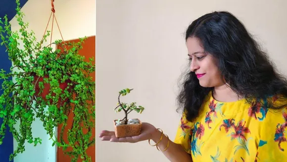 how to grow jade plant