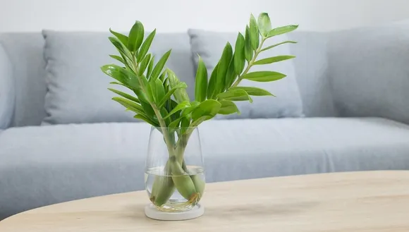 Stress Reliever Plants: घर में इन 10 पौधों को लगाएं, माहौल रहेगा खुशनुमा