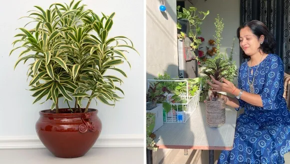 how to grow Dracaena plant