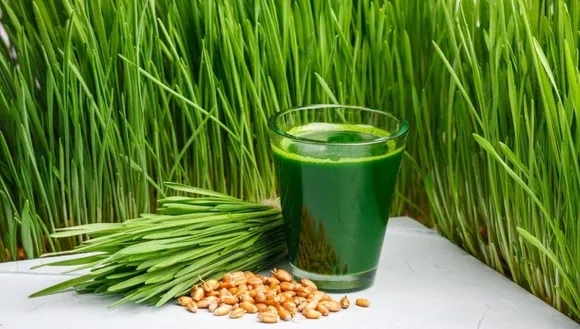 grow wheatgrass