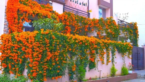 Poonam arora gardening