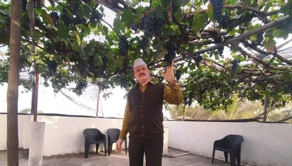 Vinyard of Bhausaheb Kanchan in Uruli Kanchan, Maharashtra