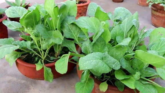 फरवरी में बोएं इन 5 सब्जियों के बीज और शुरू करें गर्मियों के मौसम की तैयारी 
