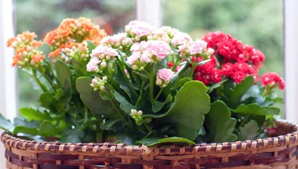 Grow Kalanchoe Plants Easily