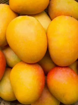 cropped-1628223597_mangoes-1600x900-1-1648623306-1648625319.jpg