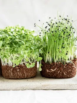 cropped-272412-1600x1066-how-grow-microgreens-1647514099-1647514126.jpg