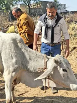 cropped-Tapesh-treating-cows-1647888461-1647888470.webp