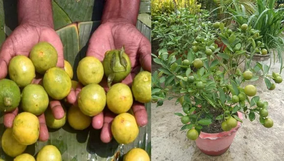 grow lemon tree in a pot
