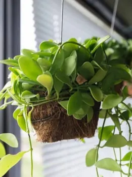 cropped-HANGING-PLANTS-1652250194-1652250313.jpg