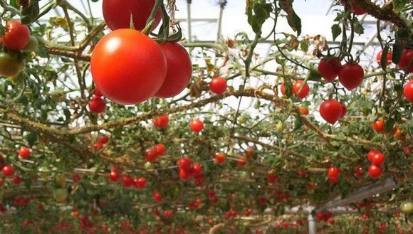 grow vegetables vertically