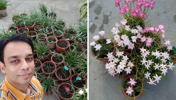 Rain lily garden (1)