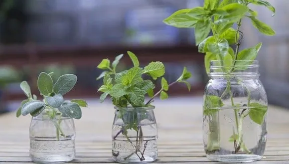 grow herbs in water