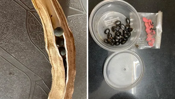 vegetable seed for gardening