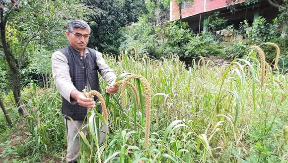 Nekram Sharma in grain farms