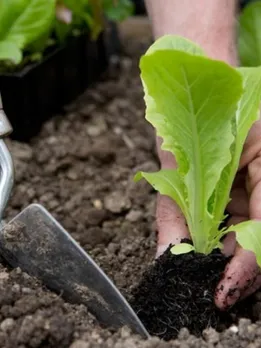 10 mistakes that gardeners often make in the beginning