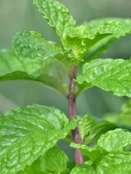 How to grow Pudina at home