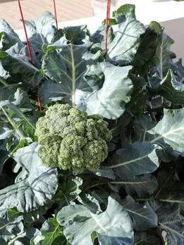 winter vegetable (2)