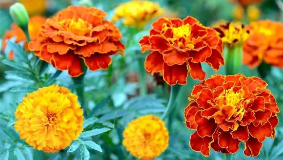 winter flower