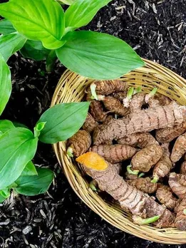 71ZvOoM5Y0L._SL1200_