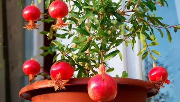 how to grow pomegranate