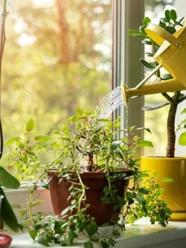 hand with water can watering indoor plants on windowsill