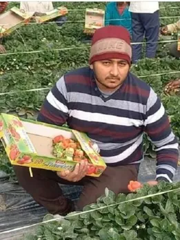 Ankit, strawberry farmer from Haryana
