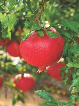 Ripe pomegranate fruit on tree branch