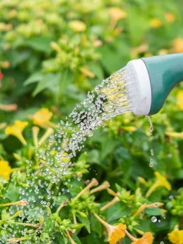 summer tips for garden