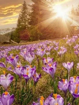 header-725x420-delhi-flower-valleys-c-1589910437
