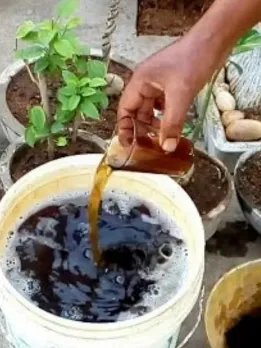 summer-fertilizer-1-1652517999