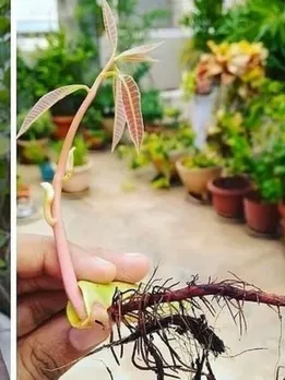 How-to-Grow-Mango-Trees-at-Home (1)