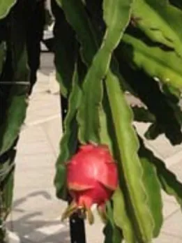 how to grow dragon fruit