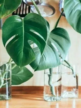 Monstera-1-1640941133-1024x580 (1)