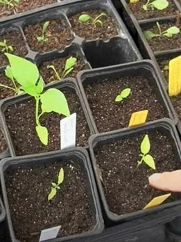 july-vegetables--1656927408 (1) (1)