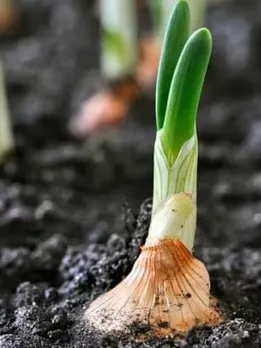 winter-vegetable-4-1664537488