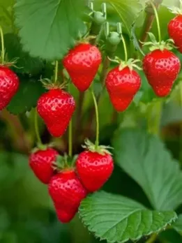 winter-fruit-1-1667470841