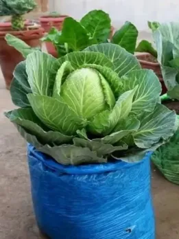 Dec-Veggies-2