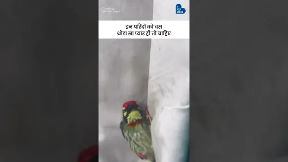 इन परिंदों को बस थोड़ा सा प्यार ही तो चाहिए | Manav Kaul | Bird | Bird Love | Bird Rescue