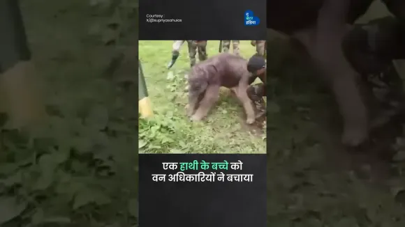 और एक बच्चा अपनी माँ से मिला | Elephant Rescue | Mudumalai Tiger Reserve | Forest Rangers