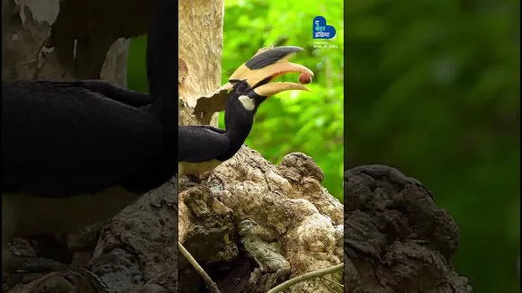 नर हॉर्नबिल ऐसे रखते हैं गर्भवती मादा का ख्याल | Indian Pied Hornbill | Dhanesh | Wildlife