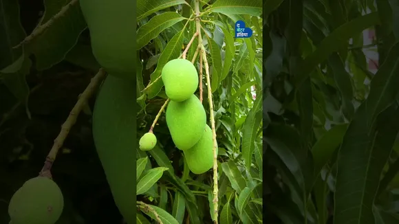 दिल्ली के इस घर में लगे हैं 40 तरह के 400 फलों के पेड़ | Delhi AQI | Delhi Pollution