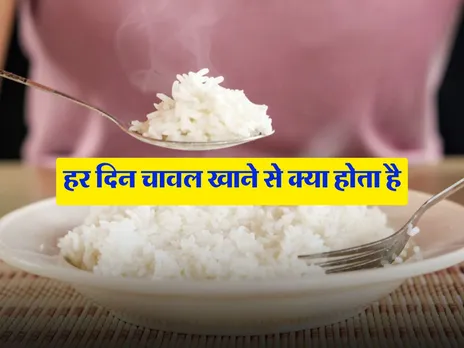 Rice : हर दिन चावल खाने से क्या होता है, एक्सपर्ट ने बताई जरूरी बात