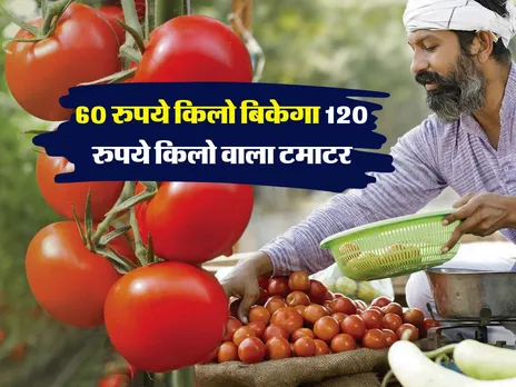 60 रुपये किलो बिकेगा 120 रुपये किलो वाला टमाटर