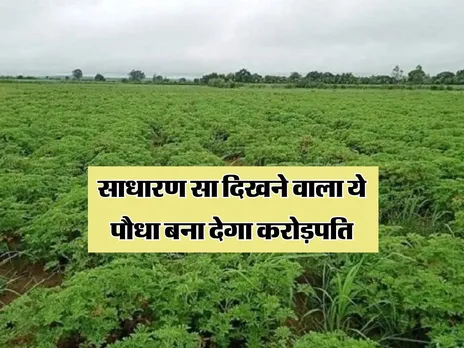  Business Idea : साधारण सा दिखने वाला ये पौधा बना देगा करोड़पति