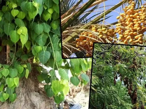 भूलकर भी न लगाएं घर के बाहर यह पेड़, चली जाएगी सुख-समृद्धि