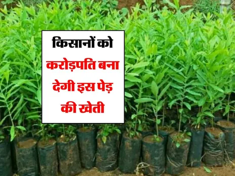 Tree Farming : किसानों को करोड़पति बना देगी इस पेड़ की खेती