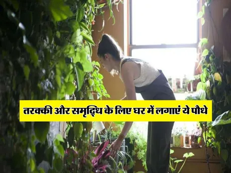 अनार का पौधा 