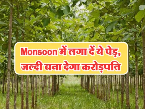 Monsoon में लगा दें ये पेड़, जल्दी बना देगा करोड़पति